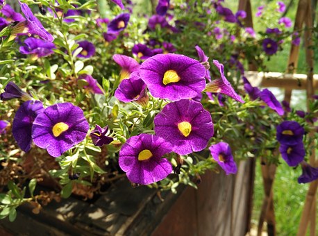 Purple Flowers