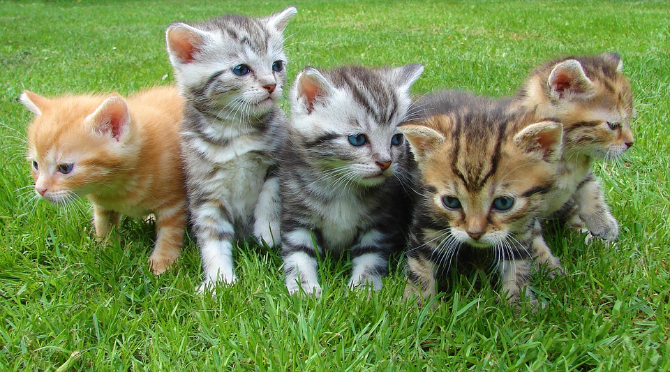 five kitten